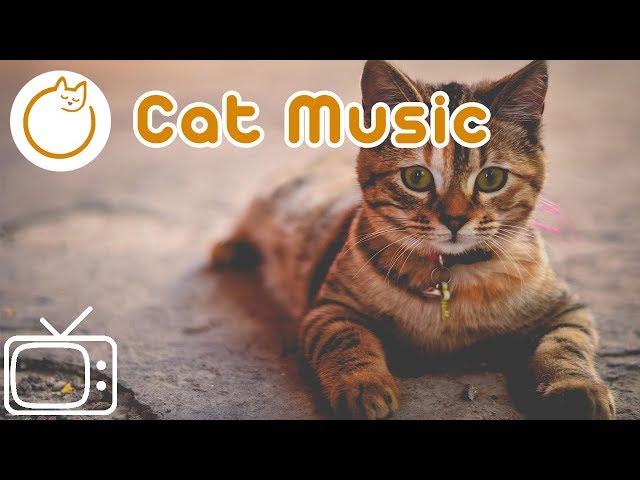 Cat TV: 8 horas de TV y música para gatos para ayudar a relajar a tu gato en el gran día.