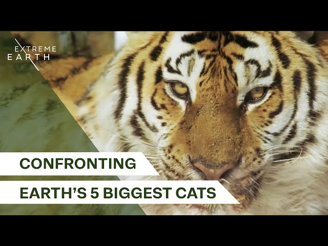 Up Close with Nature’s Biggest Predators | With Nigel Marven