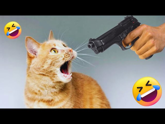 Funny cat fails compilation 2025