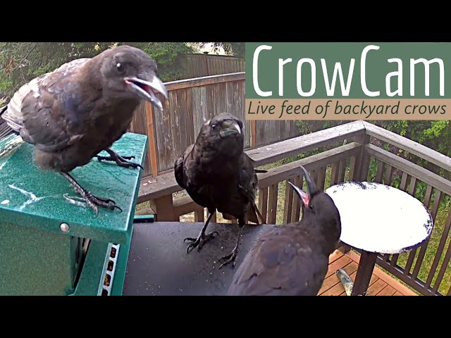 CrowCam