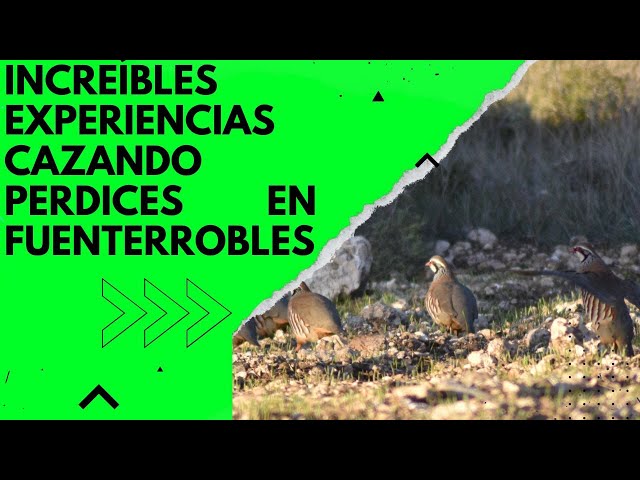 INCREÍBLES EXPERIENCIAS CAZANDO PERDICES EN FUENTERROBLES