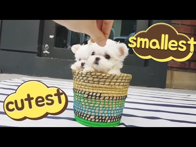 Cute Teacup maltese puppies for sale - Teacup puppies