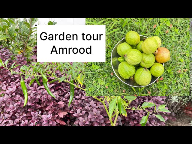 My home garden tour, home grown vegetables and fruits. Daily vlog ​⁠@farinafeesvblog2408