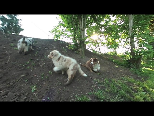 VR180 Video - Miley the Australian Shepherd playing with her friends