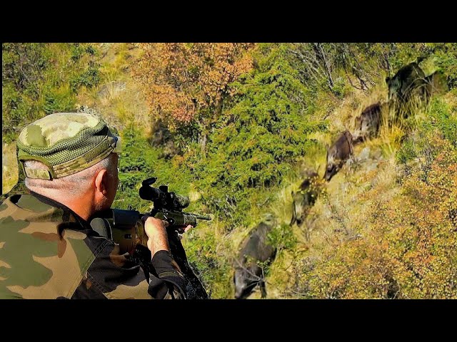 Aksiyon Dolu Domuz Avı / Action-Packed Boar Hunt