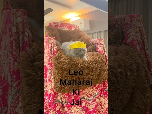 Leo Maharaj ke samne sab jhukenge! 😼🤣 #funny #viralvideo #trendingshorts #cat #funniestvideo