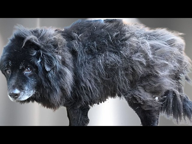 15 year old dog first EVER groom | INSANE transformation!