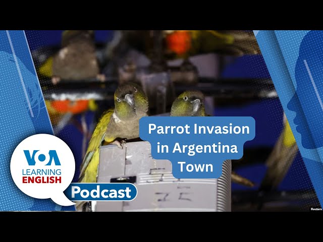 Sheltering Unhoused, Parrot Invasion, Quantifiers