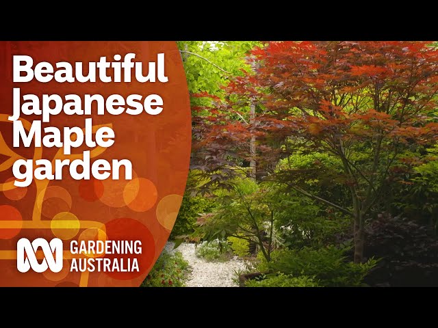 A picturesque cottage garden filled with Japanese Maples | Garden Design | Gardening Australia