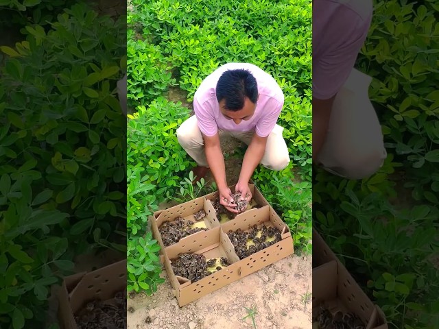 Mengapa Petani China Melepaskan Burung Puyuh ke Ladang?