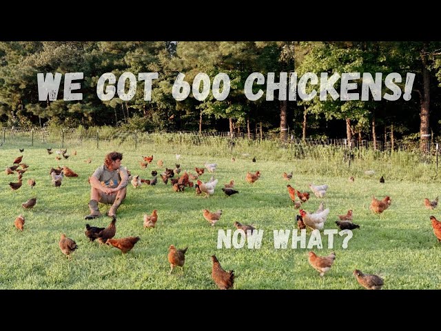 We ordered 600 chickens for our small farm. Pasture raised chickens for eggs. How we did it.