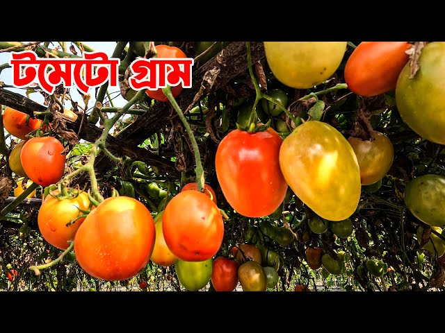 জামালপুরের টমেটো গ্রাম || Panorama Documentary