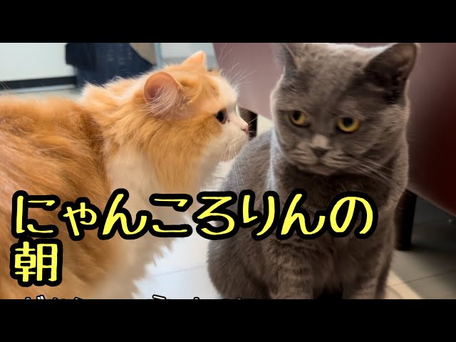 ニャン🐱ころりんの朝