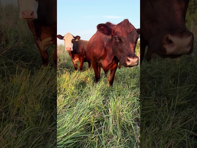 Returning home from a hard day of Cud #brookhavenfarms #asmrfarming #farming