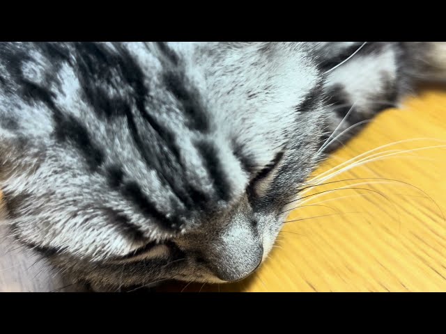 Cat rumbling sound warming on the top of a kotatsu [Healing ASMR].