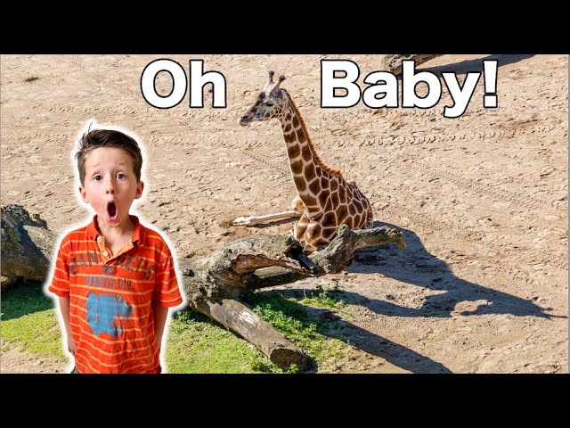 We Found BABY GIRAFFES at this Amazing Zoo Adventure!