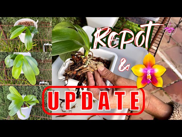 Repotting Summer Blooming Phalaenopsis Lava Rock Survival Revival Guide | Update #ninjaorchids