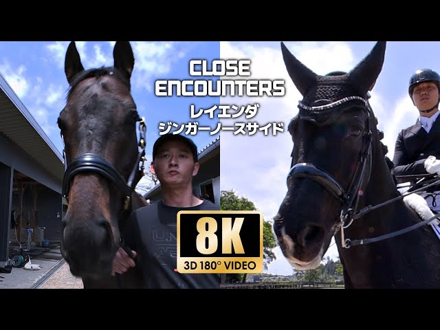 【CLOSE ENCOUNTERS】サラブレット -レイエンダ-　全日本馬場馬術大会2022優勝演技‐ジンガーノースサイド‐　超至近距離３DVR映像