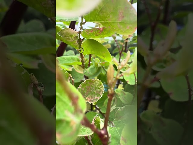 "Raindrops on Green Leaves | 4K Nature Video 🌿💧 | Relaxing Nature Shorts"