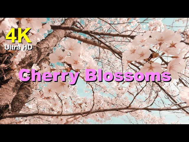 4k 2022 봄 벚꽃 풍경 | 고화질 자연 영상 소스 | Cherry Blossoms