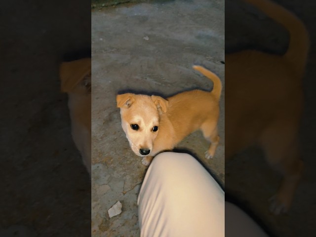 Cute dog. Coco 💟 #puppy #ytshorts #cute #cuteanimal