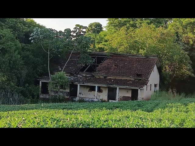 Sogra Foi Se Aliviar em uma Moita de Capim, e o Genro Atira na Coruja e Acerta a Idosa que Evacuava