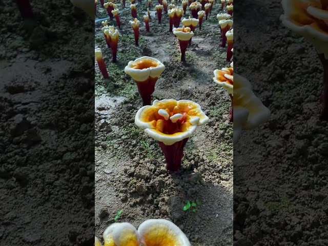 Cultivation of Ganoderma #farming #farmlifevibes #satisfying #farmlife #farmslife