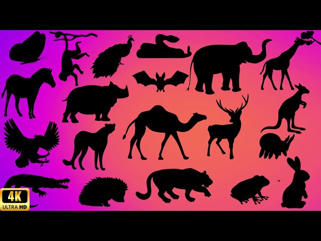 Guess the shadow of the animals quiz| shadow game| learning animals video for kids |Family FunTime!