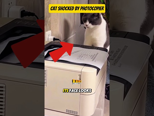 Cat Shocked by Photocopier #funny #funnycats #cat #catlover #shortvideo #shorts #short #shortsvideo