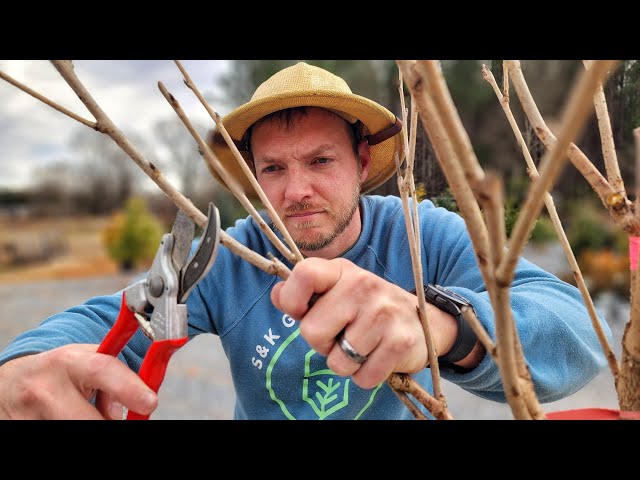 Late Winter Pruning: The Ultimate Guide You Can’t Miss!