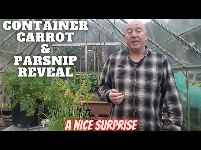 Container Carrot & Parsnip Reveal [Gardening Allotment UK] [Grow Vegetables At Home ]