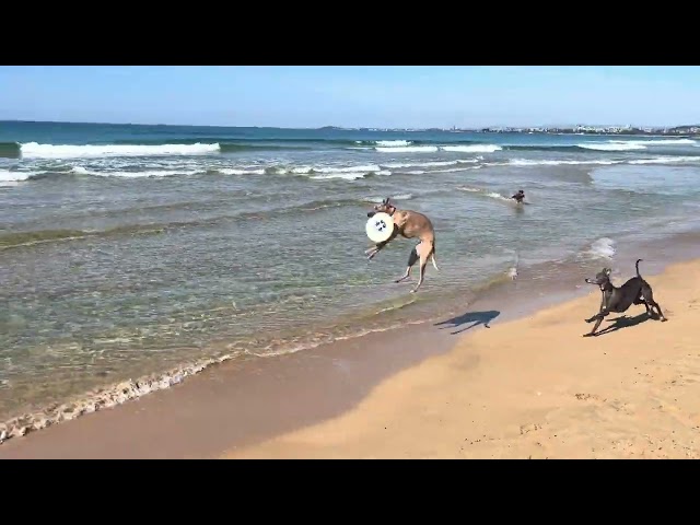 Whippet frisbee catch