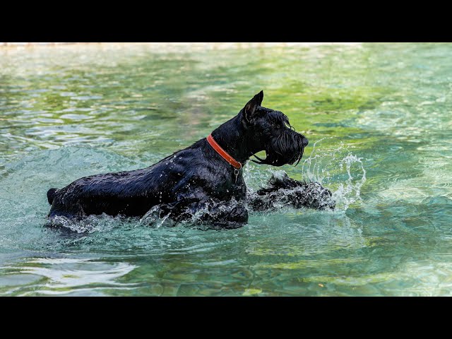 My dog swims for the first time | Giant Schnauzer