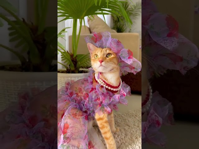 cat in dress | I am pretty | lady cat #lady #catlady #catindress