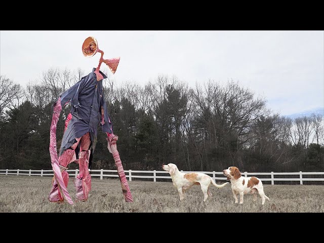 Dogs vs GIANT Siren Head In Real Life: Funny Dogs Maymo, Potpie & Indie