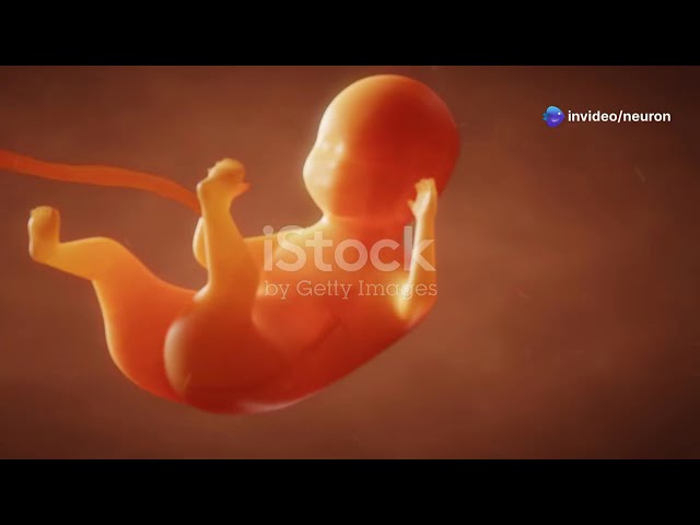 The Amazing Journey of Placental Development