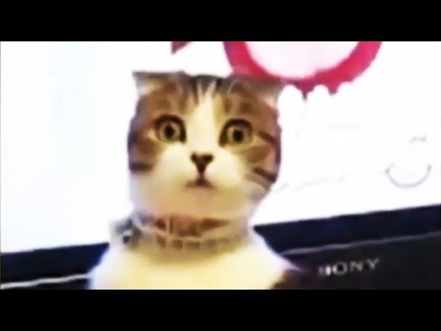 Funny Cats Videos Ultimate Compilation |vol 2| Try Not Laugh | Epic Funny Pets