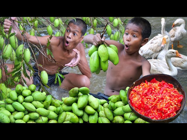 Primitive technology - Eating rich mango fruits delicious