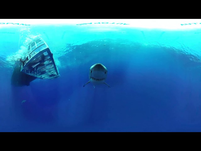 360 VR: Great White Shark  Stitching Test_5