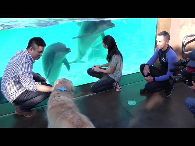 Kobe The Therapy Dog Meets Dolphins and Whales At SeaWorld San Diego