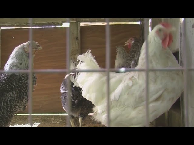 Bird Flu Detected In Commercial Turkey Flock In Buena Vista County