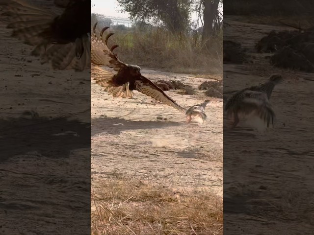 Amazing skill Hawk Eagle hunt bird of prey 🦅#shortsfeed #eatfood #eatofood #hungrybirds #hunting