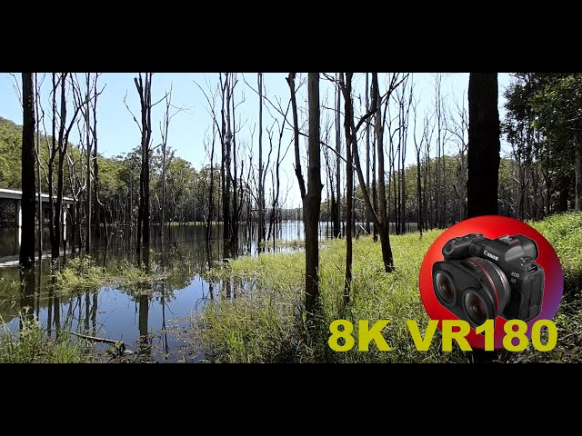 8K VR180 SUNKEN FOREST Edge of Advancetown Lake in Hinterland in 3D (Travel/Nature/ASMR/Music)