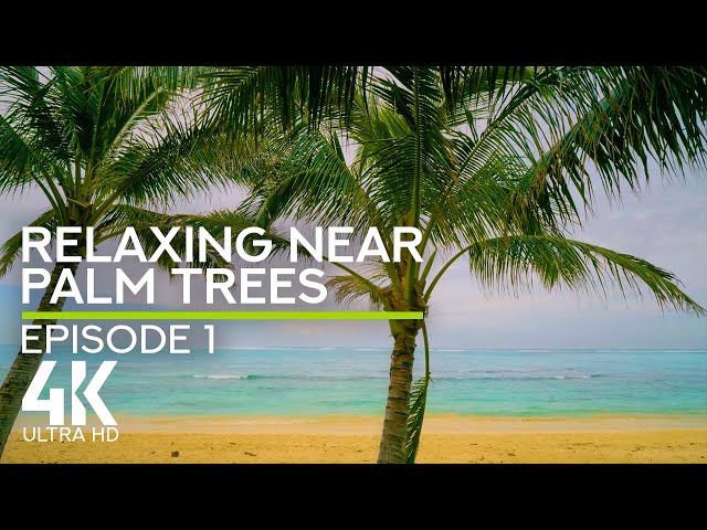 4K Tropical Calm - Episode 1 - Relaxing near Palm Trees with Ocean Waves White Noise