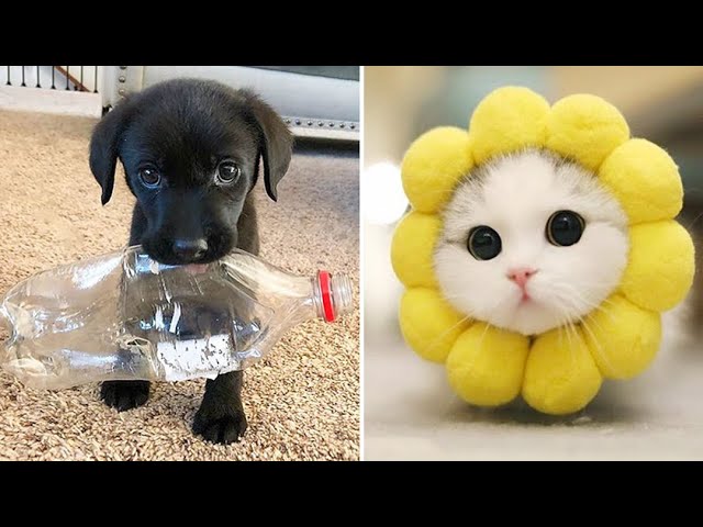 Funniest Animals 2024 😂 Best Funny Cats and Dogs 😻🐶 Part 30 | Cute Baby Dogs