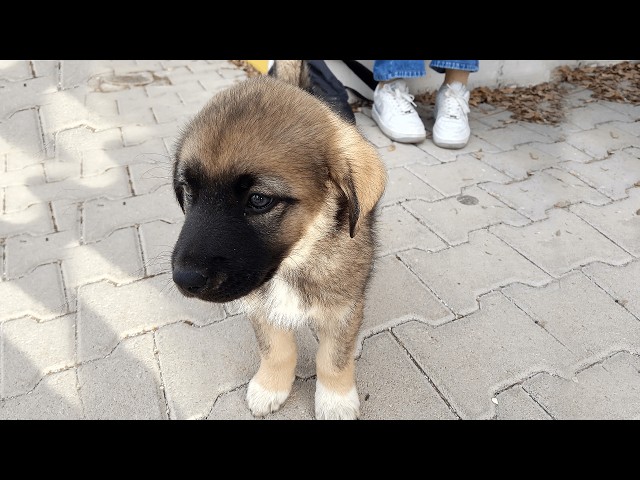 Lovely Puppies At Campus🐕🐶