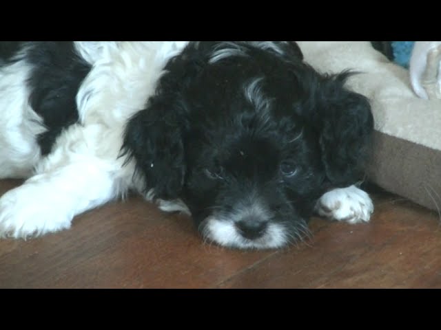 2 mins of our Bishonpoo baby sitting our Cavapoos babies