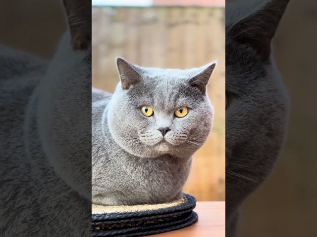 Perfection 😍 #britishcats #cat #britishshorthair #catlover #catsuk #pets #catsusa #cute