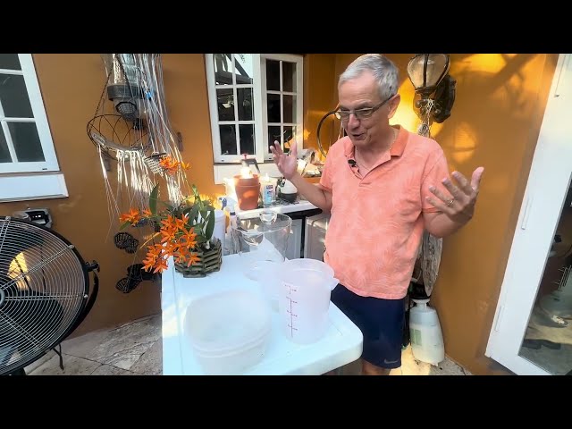 Watering your orchids: occasional overnight soaking