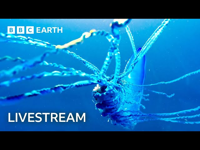 🔴 LIVE: Two Hours of Amazing Animal Moments | BBC Earth